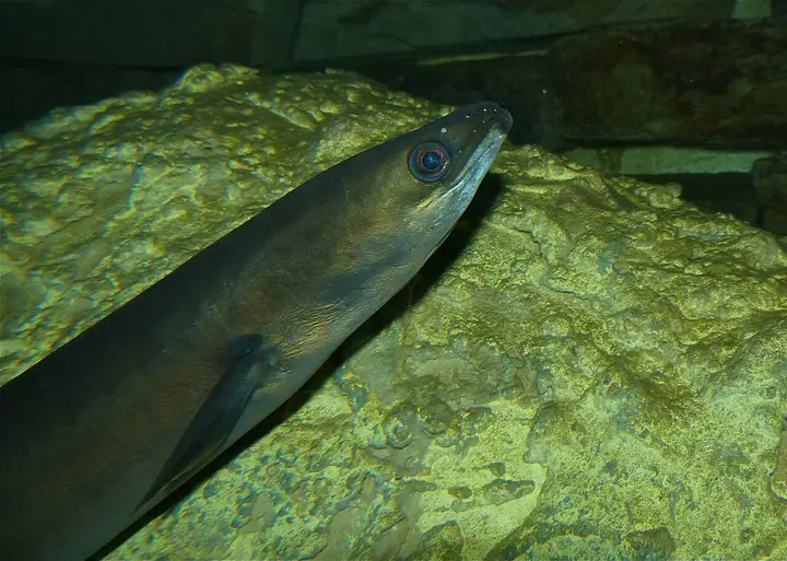 Ål