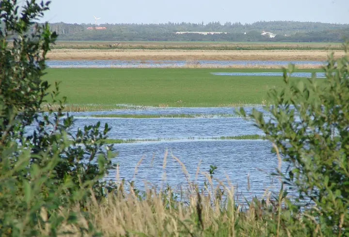Vand breder sig over tidligere marker ved Filsø