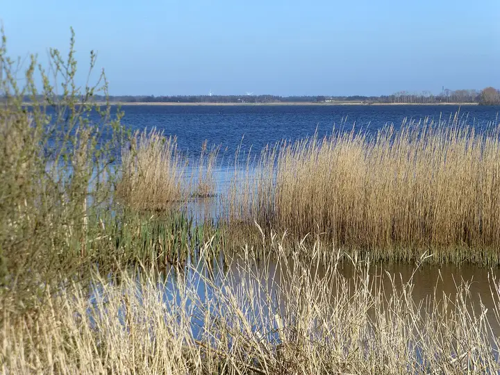 En stor, lavvandet sø med siv, tagrør og åbent land under en lys himmel