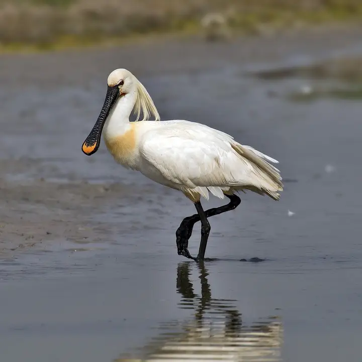 Skestork
